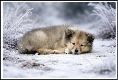 Les chiots de Colley à poil long