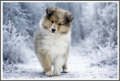 Les chiots de Colley à poil long