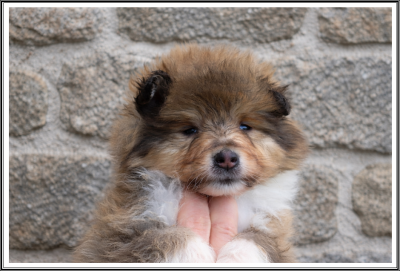 Les chiots de Colley à poil long