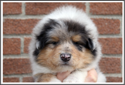 Les chiots de Colley à poil long