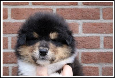 Les chiots de Colley à poil long