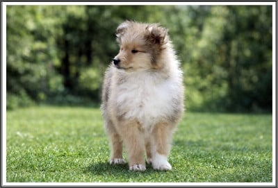 Les chiots de Colley à poil long