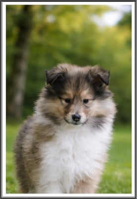 Les chiots de Colley à poil long