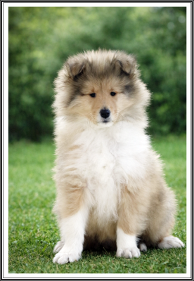 Les chiots de Colley à poil long