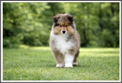 Les chiots de Colley à poil long