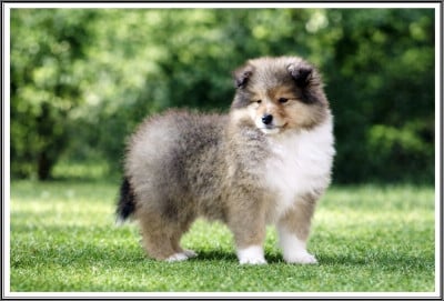 Les chiots de Colley à poil long