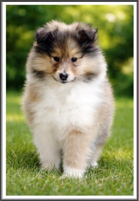 Les chiots de Colley à poil long