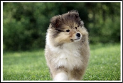 Les chiots de Colley à poil long