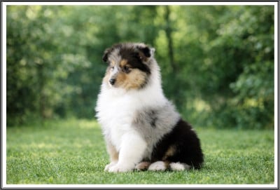 Les chiots de Colley à poil long