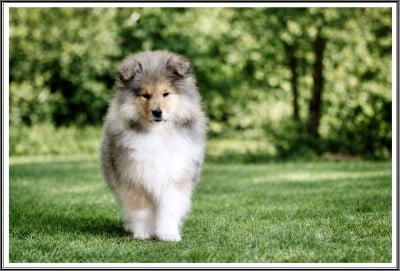 Les chiots de Colley à poil long