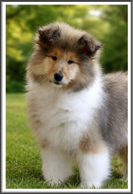 Les chiots de Colley à poil long