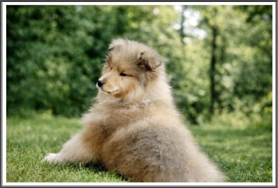 Les chiots de Colley à poil long