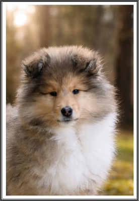 Les chiots de Colley à poil long