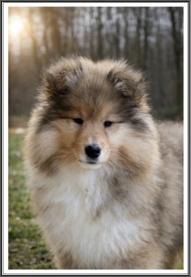 Les chiots de Colley à poil long