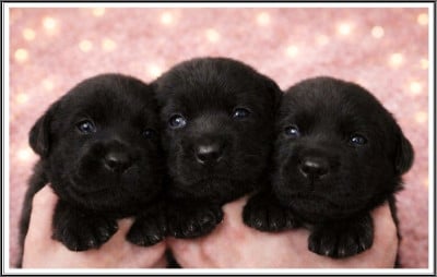 Les chiots de Labrador Retriever