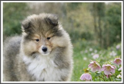 Les chiots de Colley à poil long