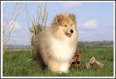 Les chiots de Colley à poil long