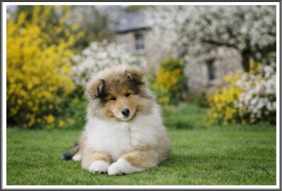 Les chiots de Colley à poil long