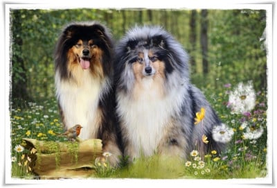 femelle tricolore - Colley à poil long