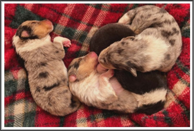 Les chiots de Colley à poil long