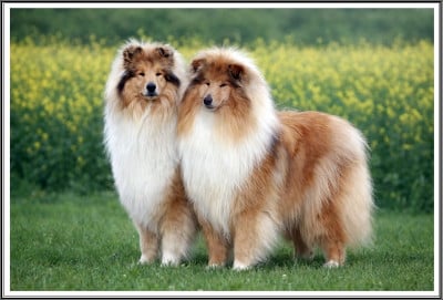 Les chiots de Colley à poil long