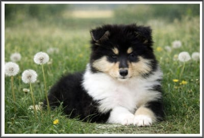 Les chiots de Colley à poil long