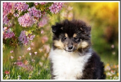 femelle tricolore - Colley à poil long