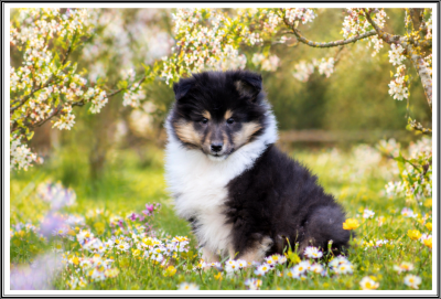 Les chiots de Colley à poil long