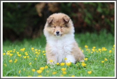 Les chiots de Colley à poil long