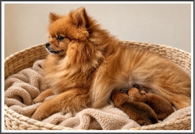 Les chiots de Spitz allemand