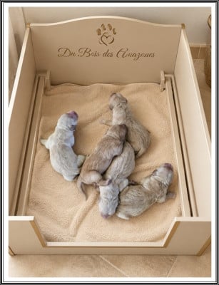 Les chiots de Golden Retriever