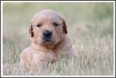 Les chiots de Golden Retriever