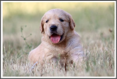 Les chiots de Golden Retriever