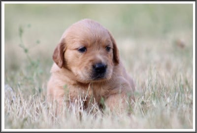 Les chiots de Golden Retriever