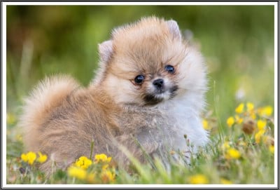 Les chiots de Spitz allemand