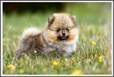 Les chiots de Spitz allemand