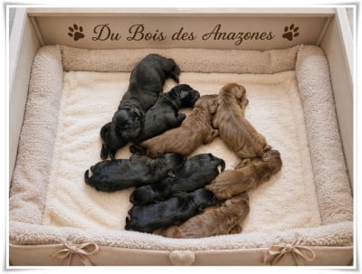 Les chiots de Labrador Retriever