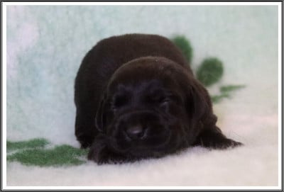 Les chiots de Labrador Retriever