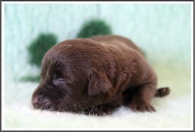 Les chiots de Labrador Retriever
