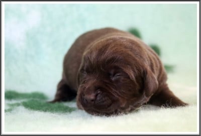Les chiots de Labrador Retriever