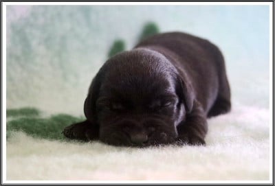 Les chiots de Labrador Retriever