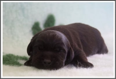 Les chiots de Labrador Retriever