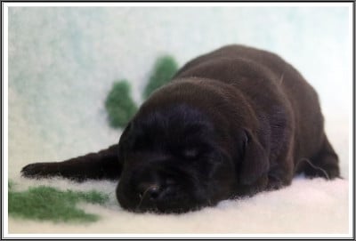 Les chiots de Labrador Retriever