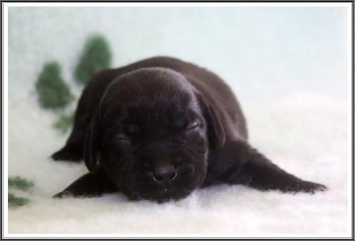 Les chiots de Labrador Retriever