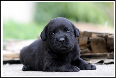 Les chiots de Labrador Retriever