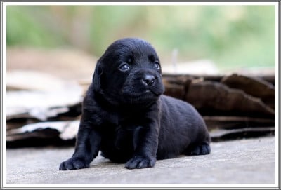 Les chiots de Labrador Retriever