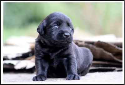 Les chiots de Labrador Retriever