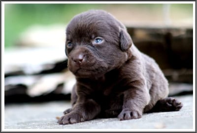 Les chiots de Labrador Retriever