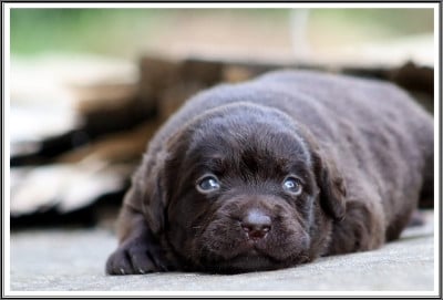 Les chiots de Labrador Retriever