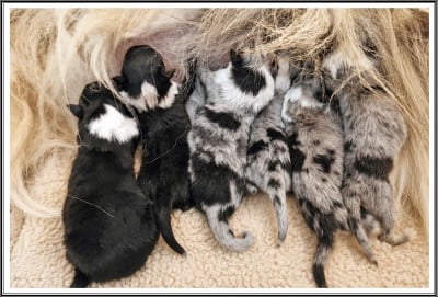 Les chiots de Colley à poil long